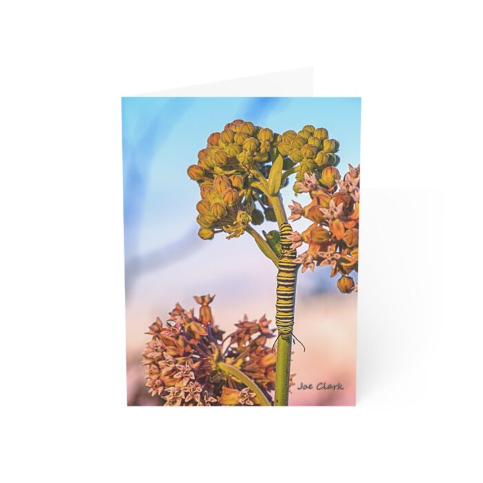 Monarch Caterpillar Greeting Cards (1, 10, 30, and 50pcs) - Image 13
