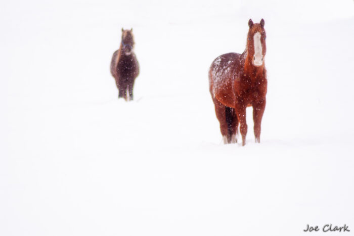 Ahead of the Herd
