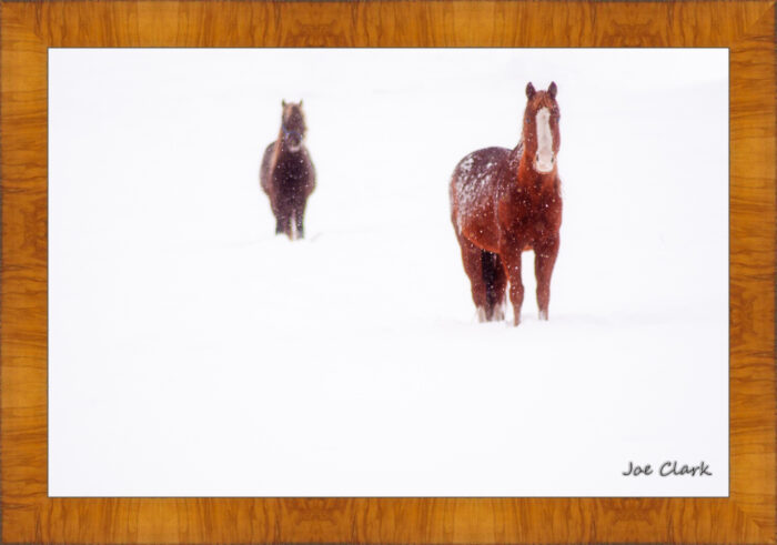 Ahead of the Herd - Image 5