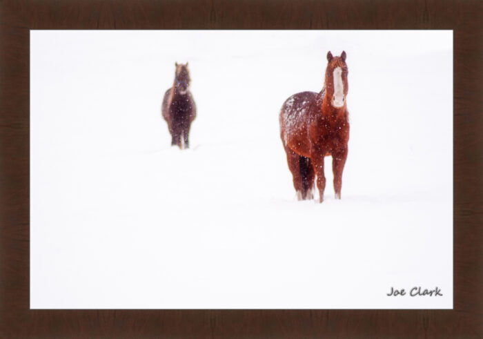 Ahead of the Herd - Image 6
