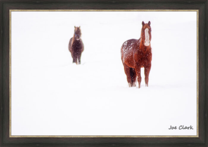 Ahead of the Herd - Image 2