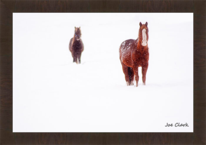 Ahead of the Herd - Image 3