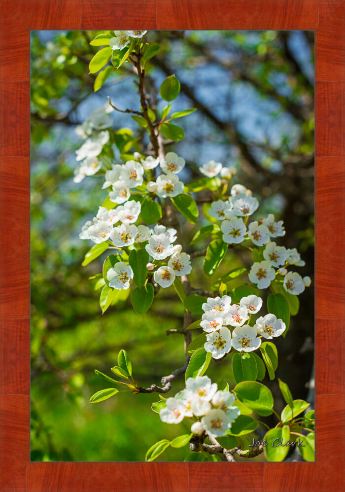 Apple Blossom 1 - Image 4
