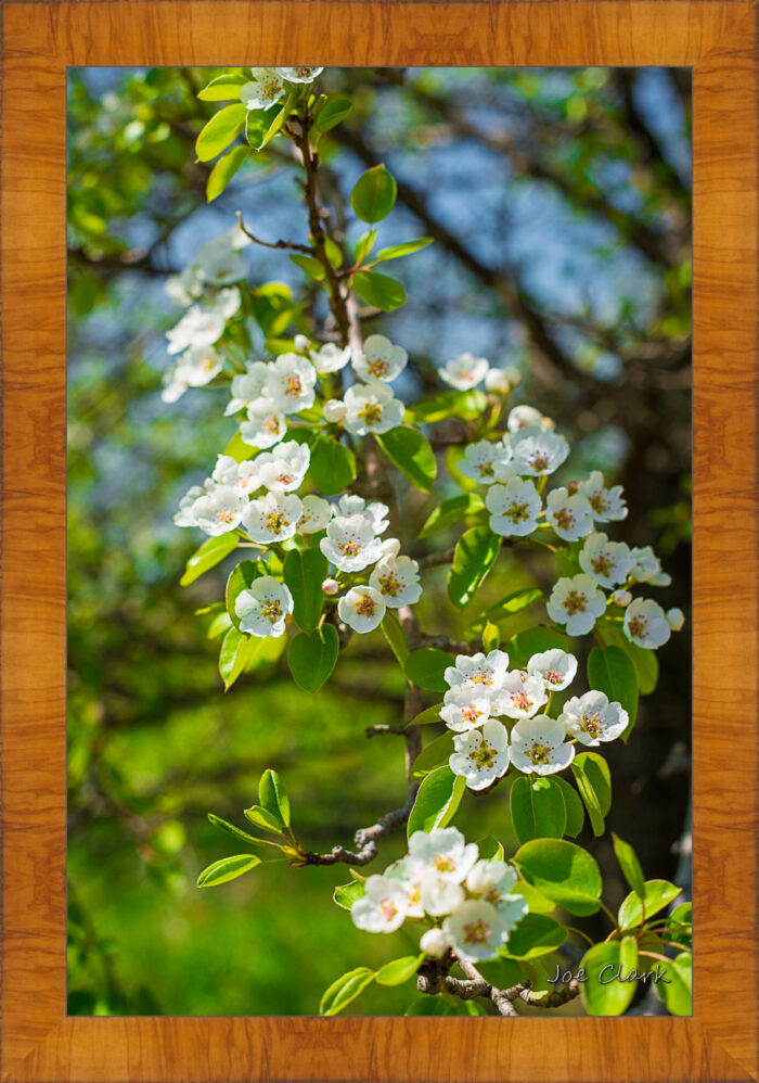 Apple Blossom 1 - Image 5
