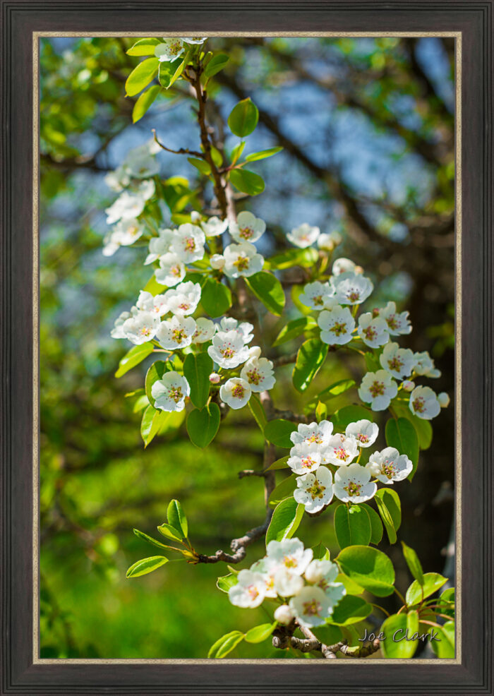 Apple Blossom 1 - Image 2