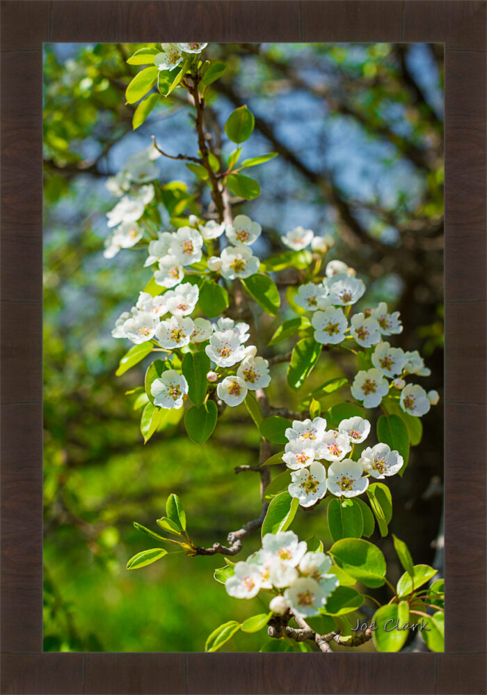 Apple Blossom 1 - Image 3