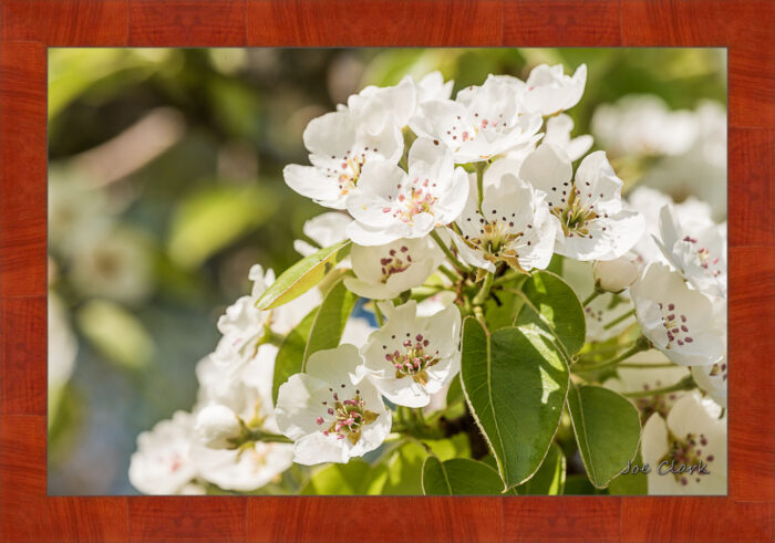 Apple Blossom 2 - Image 5