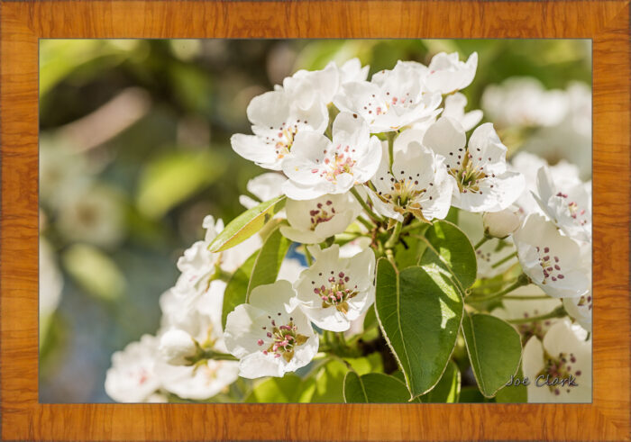 Apple Blossom 2 - Image 4