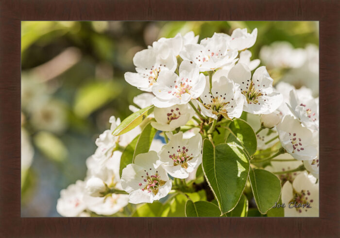 Apple Blossom 2 - Image 3