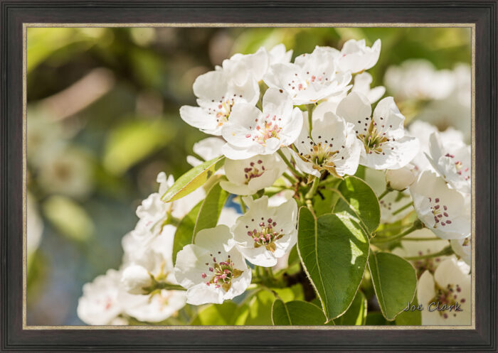 Apple Blossom 2 - Image 2