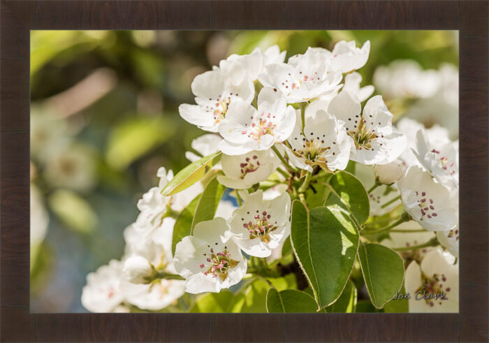 Apple Blossom 2 - Image 6