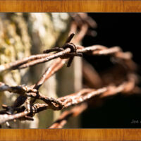 Barbed Wire 1 - Image 5