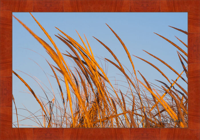 Beach Grass - Image 4
