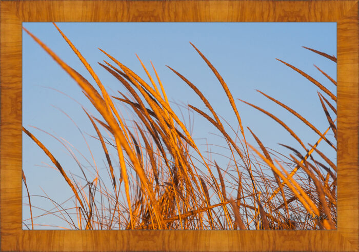 Beach Grass - Image 5