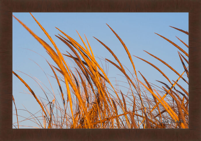 Beach Grass - Image 6