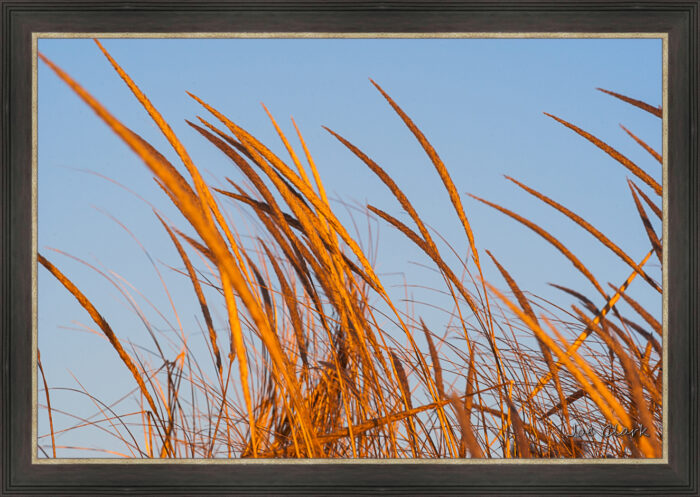 Beach Grass - Image 2