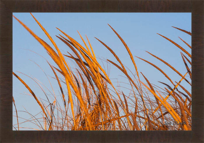 Beach Grass - Image 3