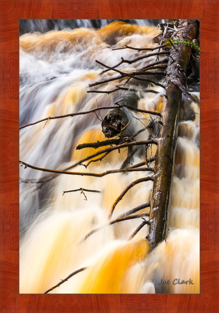 Branch Motion 2 - Image 4