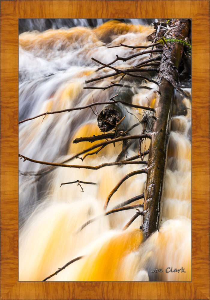 Branch Motion 2 - Image 5