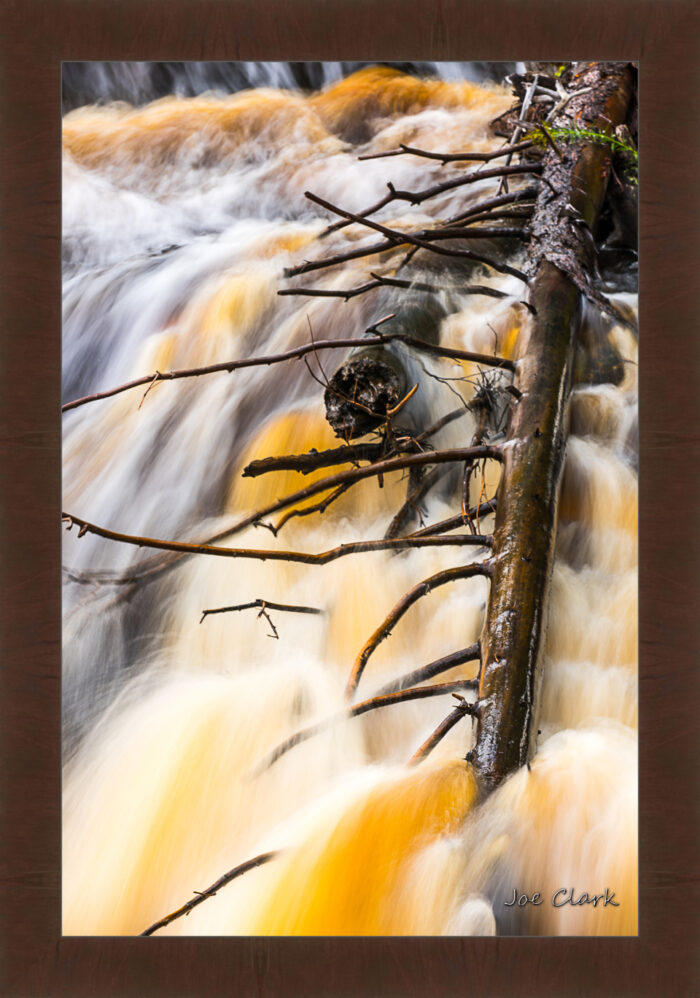 Branch Motion 2 - Image 6