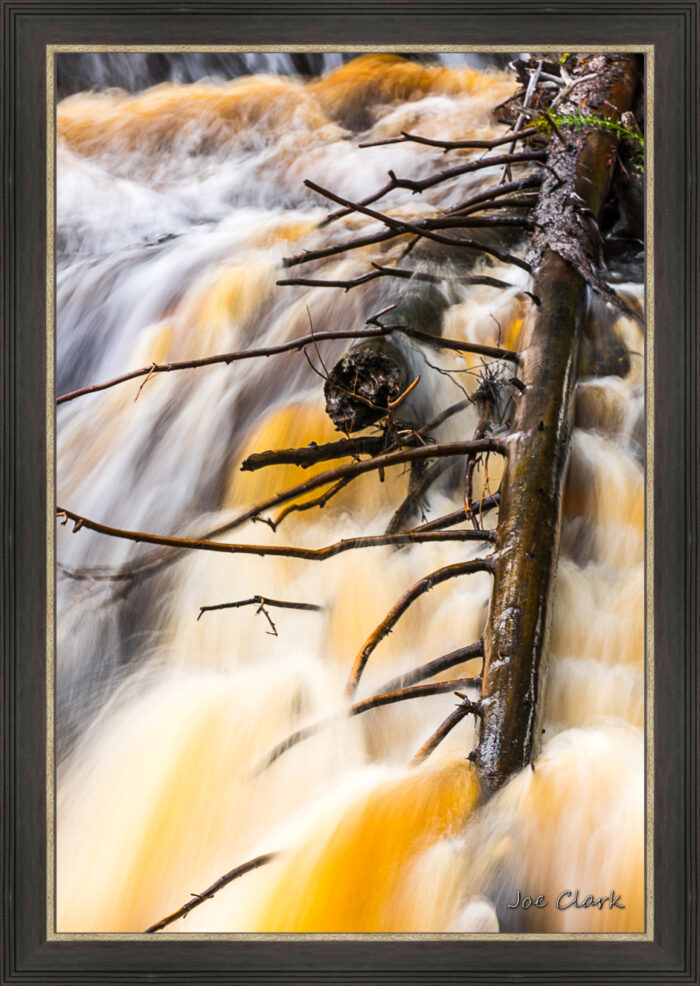 Branch Motion 2 - Image 2