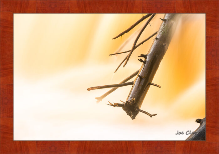 Branch Motion 3 - Image 4