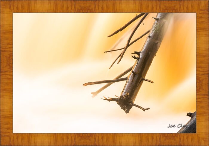 Branch Motion 3 - Image 5