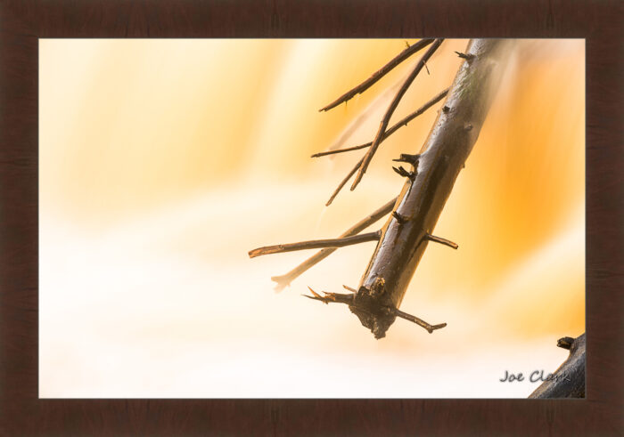 Branch Motion 3 - Image 6