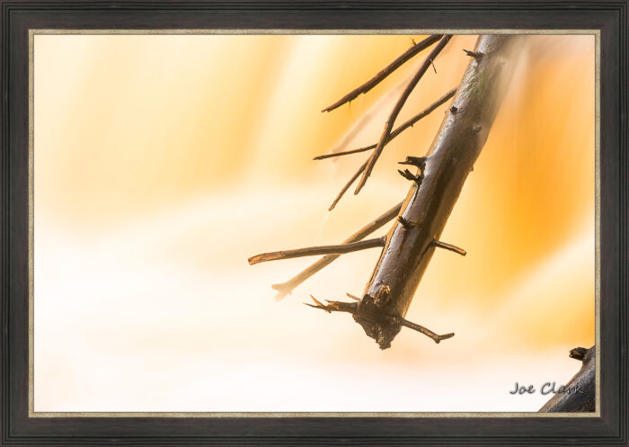 Branch Motion 3 - Image 2