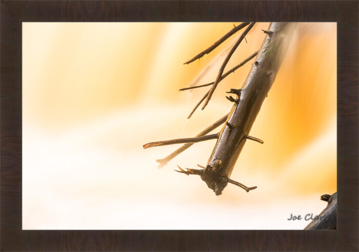 Branch Motion 3 - Image 3