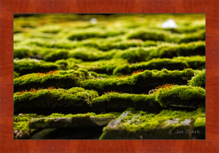 Chandler's Moss - Image 4