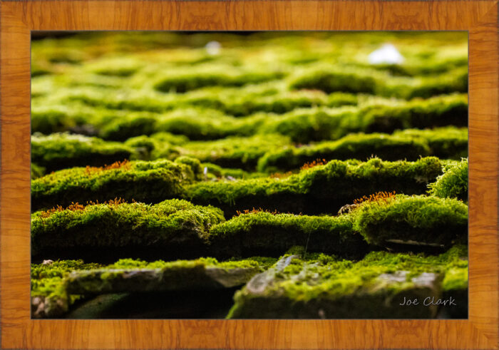Chandler's Moss - Image 5