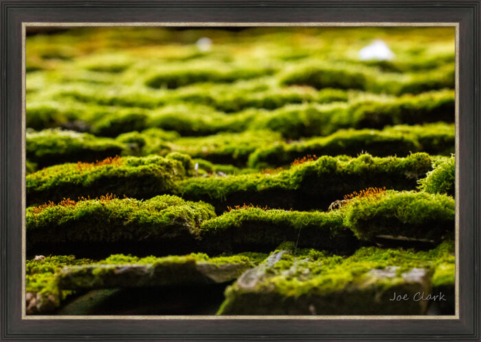 Chandler's Moss - Image 2