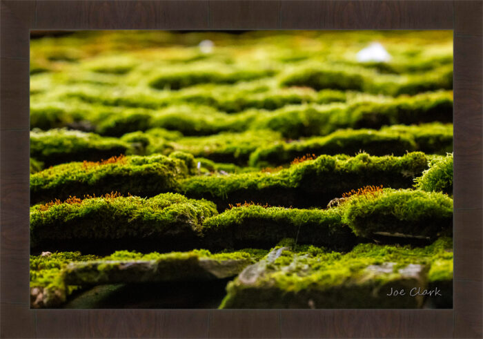 Chandler's Moss - Image 3