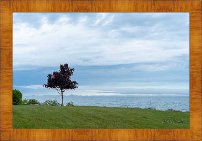 Cloud Tree - Image 5