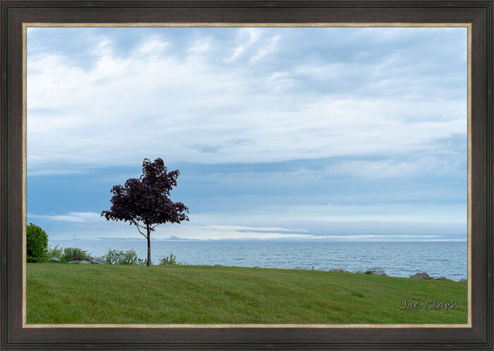 Cloud Tree - Image 2