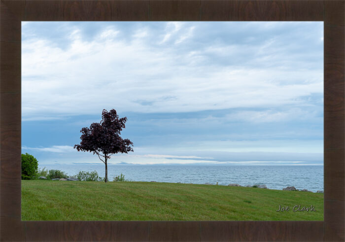 Cloud Tree - Image 3