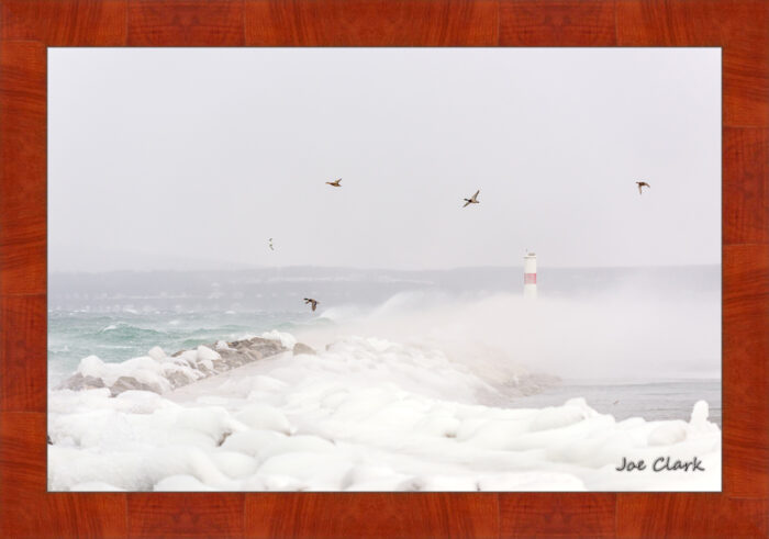 Duck Storm - Image 4