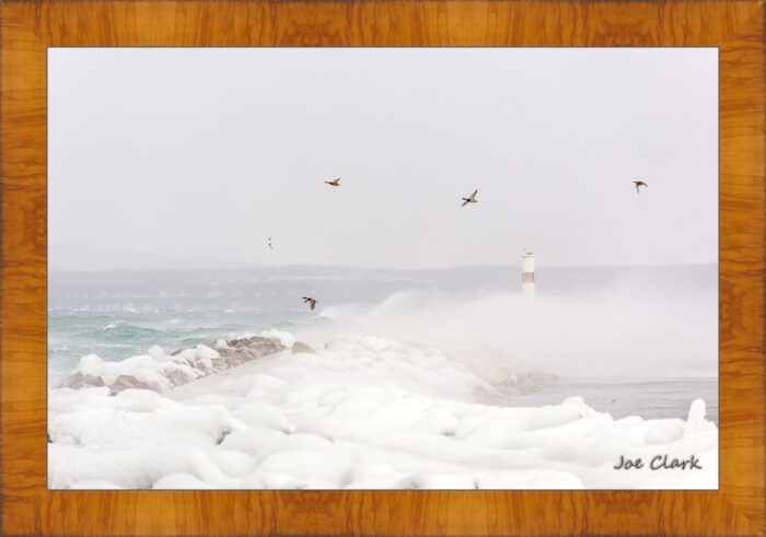 Duck Storm - Image 5