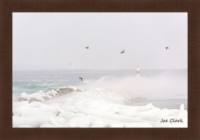 Duck Storm - Image 6