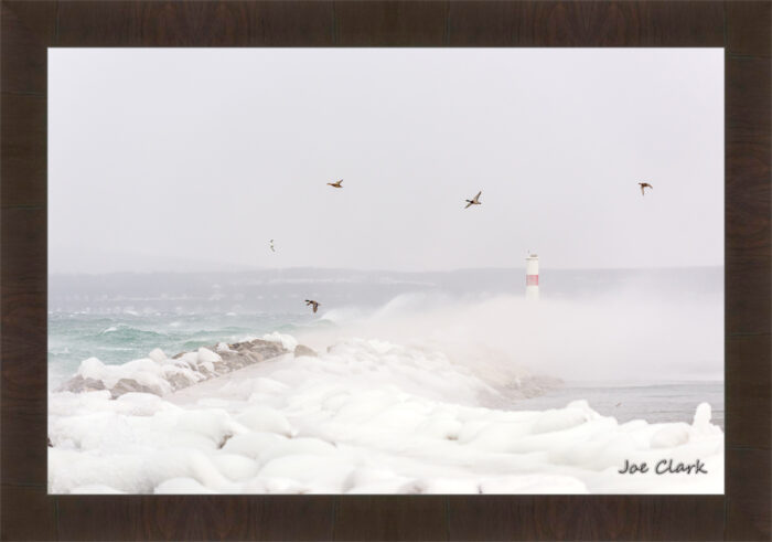 Duck Storm - Image 3