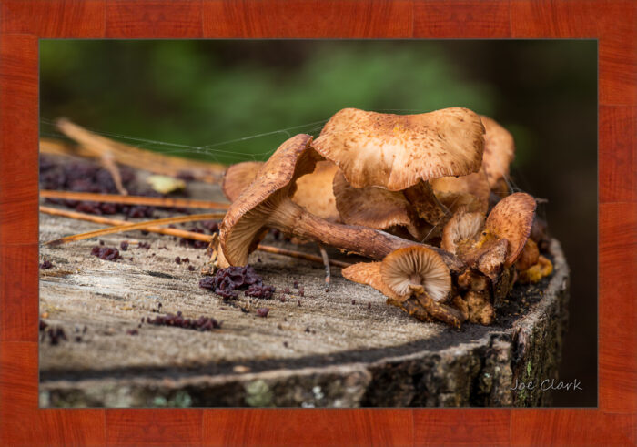 Fall Fungi - Image 4