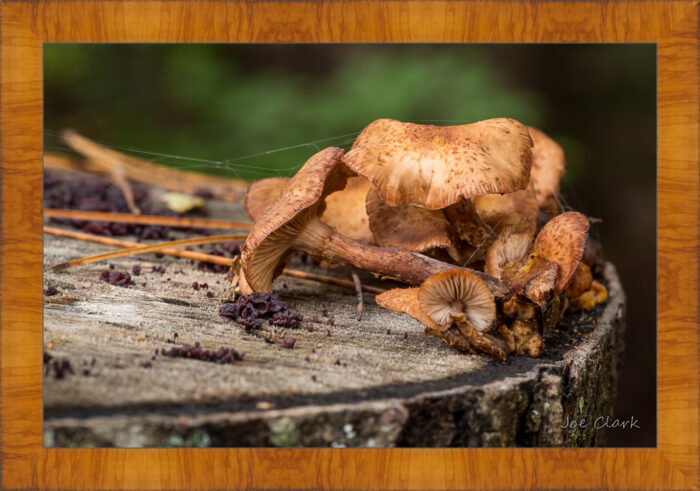 Fall Fungi - Image 5