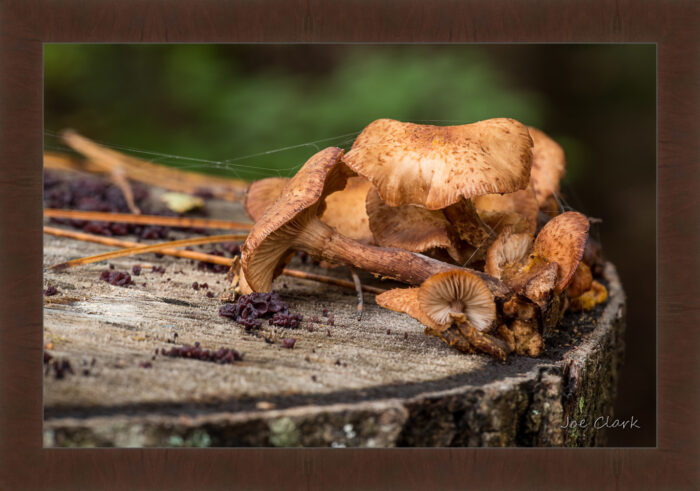 Fall Fungi - Image 6