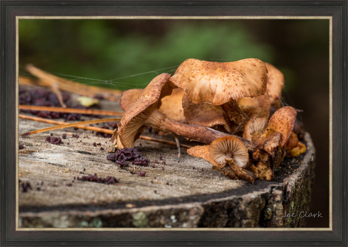 Fall Fungi - Image 2