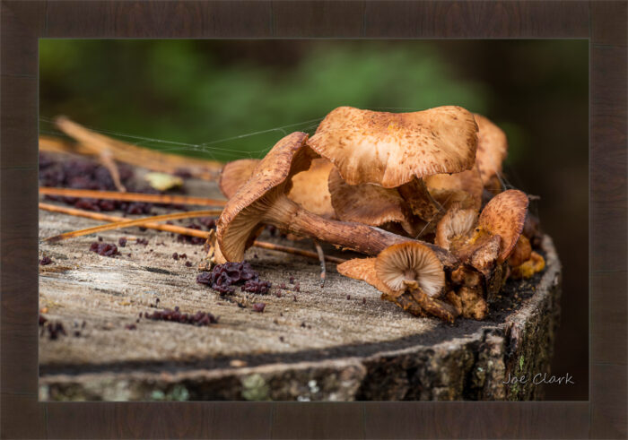 Fall Fungi - Image 3