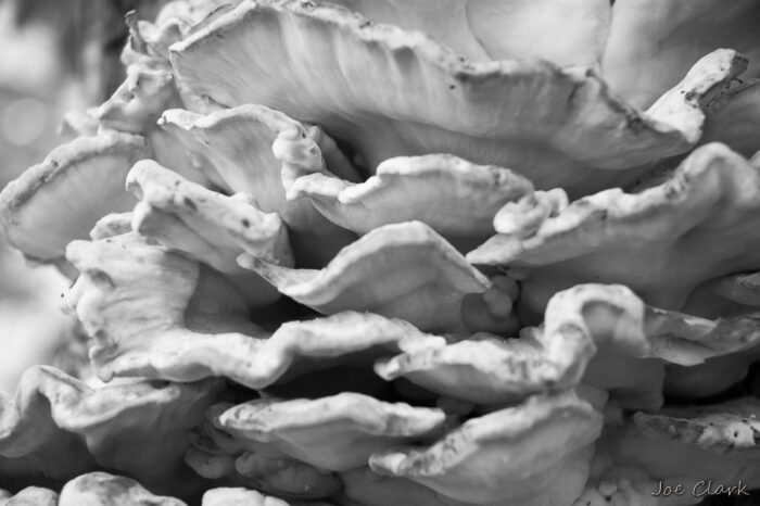 Fungus