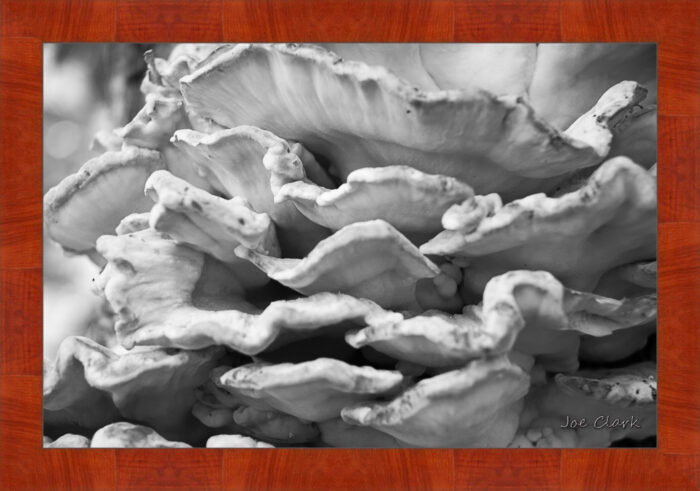 Fungus - Image 4
