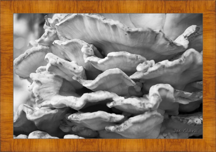 Fungus - Image 5