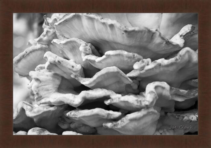 Fungus - Image 6